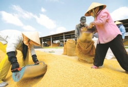 Xuất khẩu gạo: Đừng vì lượng mà quên chất!